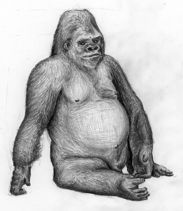 Zeichnung eines sitzenden Gorillas (ausgestopft)